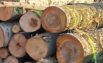 OGŁOSZENIE O SPRZEDAŻY DREWNA